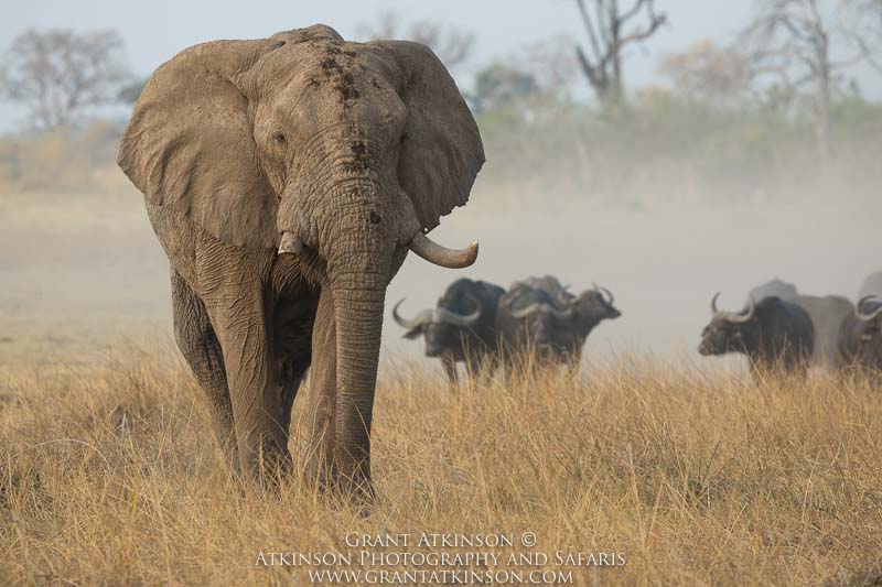 Elephant and buffalos - Copyright © Grant Atkinson